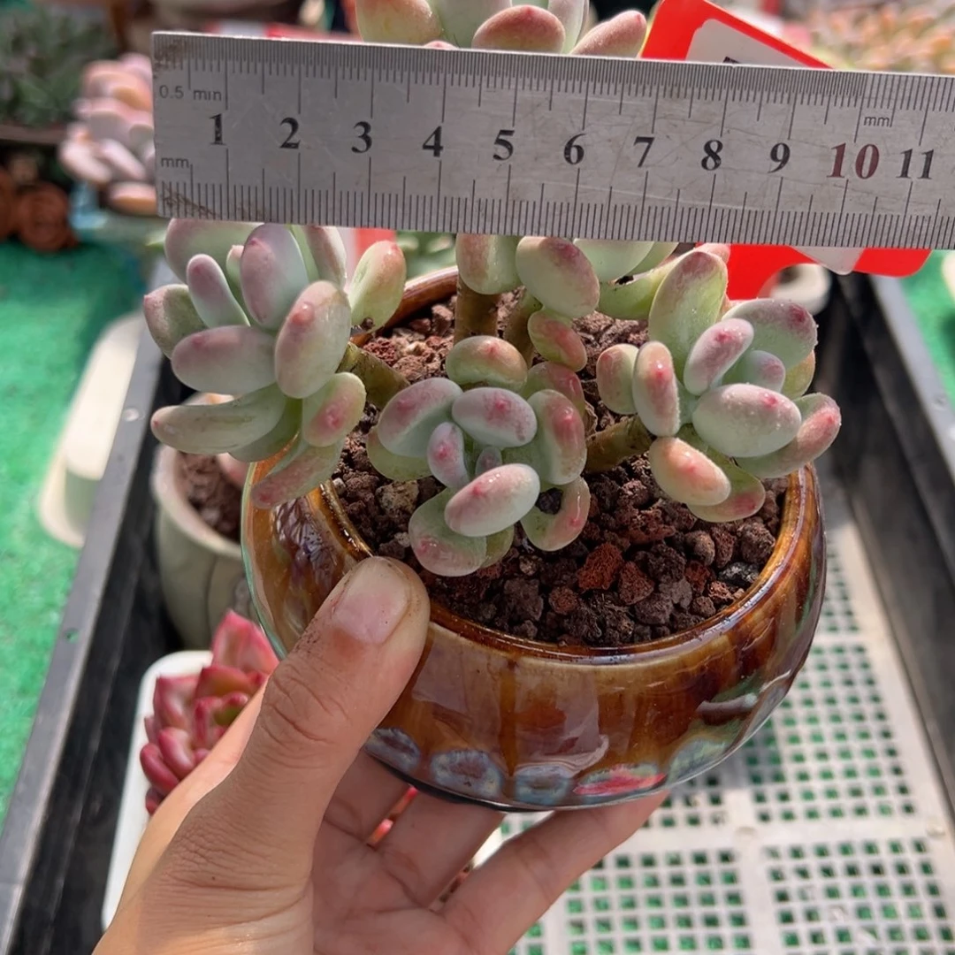表妹精品多肉植物598.