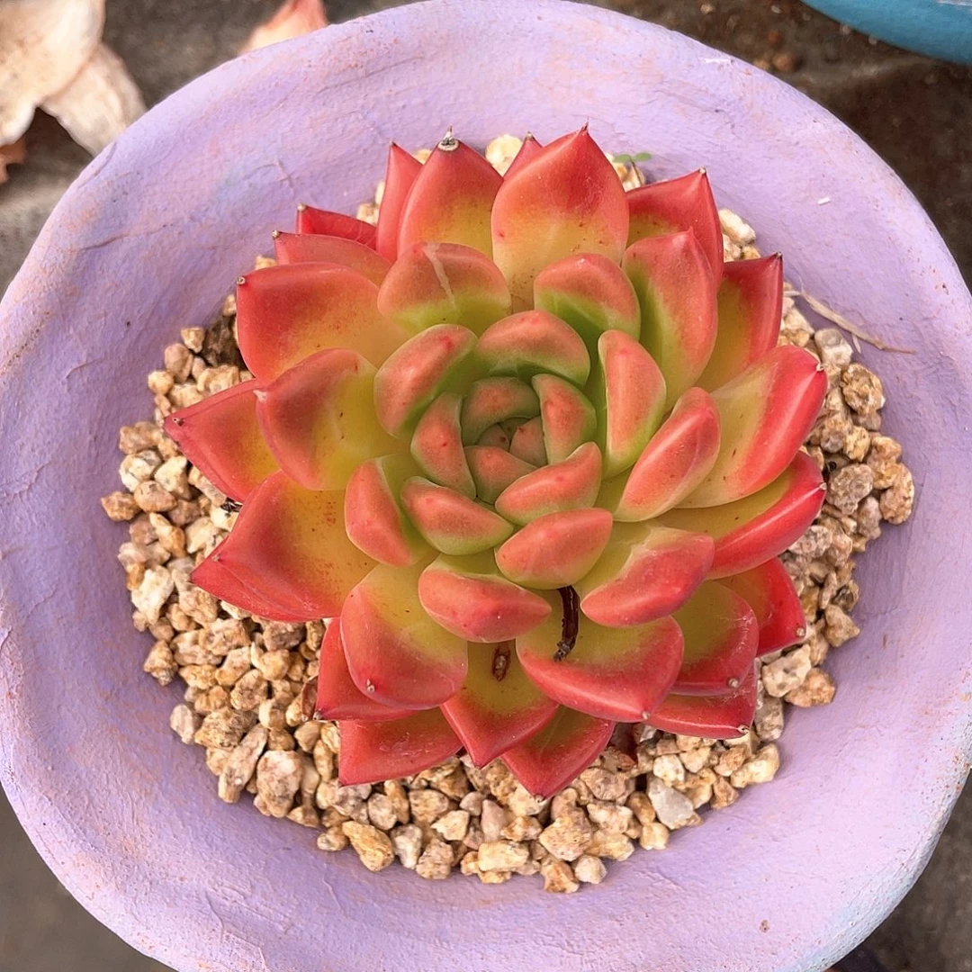 多肉植物一物一拍