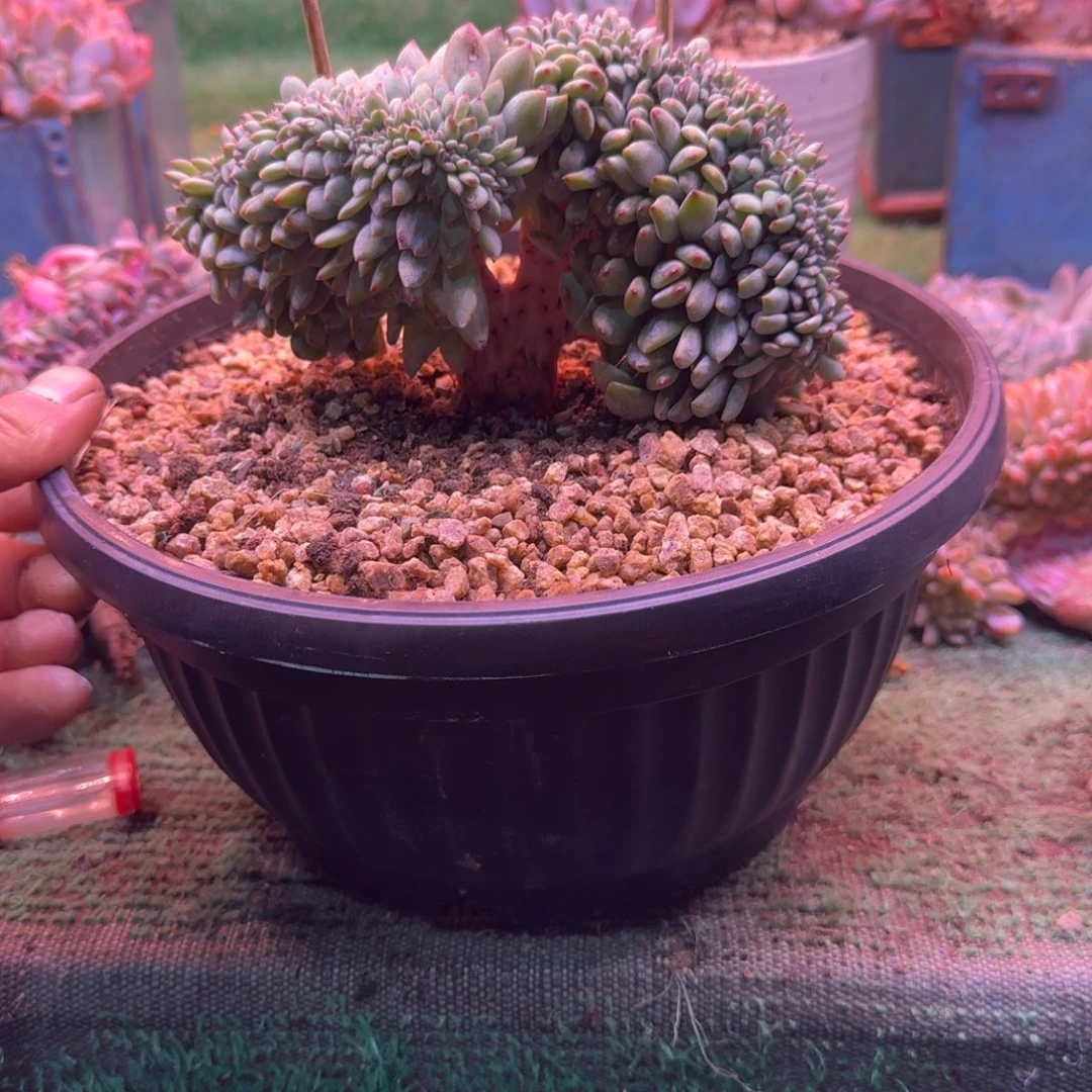 星影树缀无砍多肉