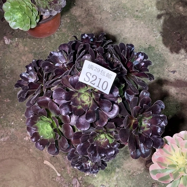 210欧若拉多肉植物