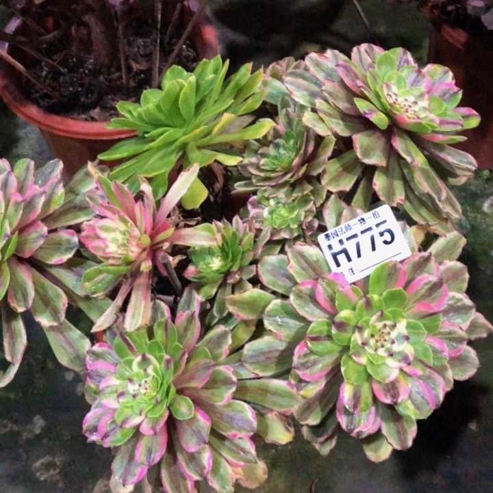 粉黛多肉7750000000000