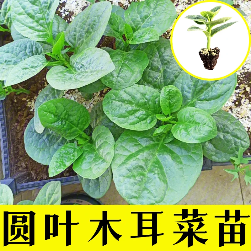 大叶木耳菜种苗高产豆腐菜四季可在阳台花盆泡沫箱种植盆栽蔬菜