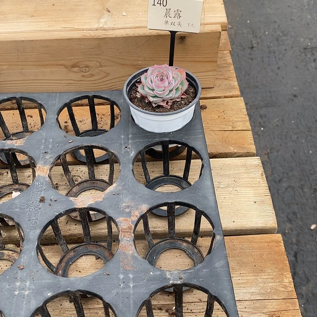 140，晨露，福利多多哦