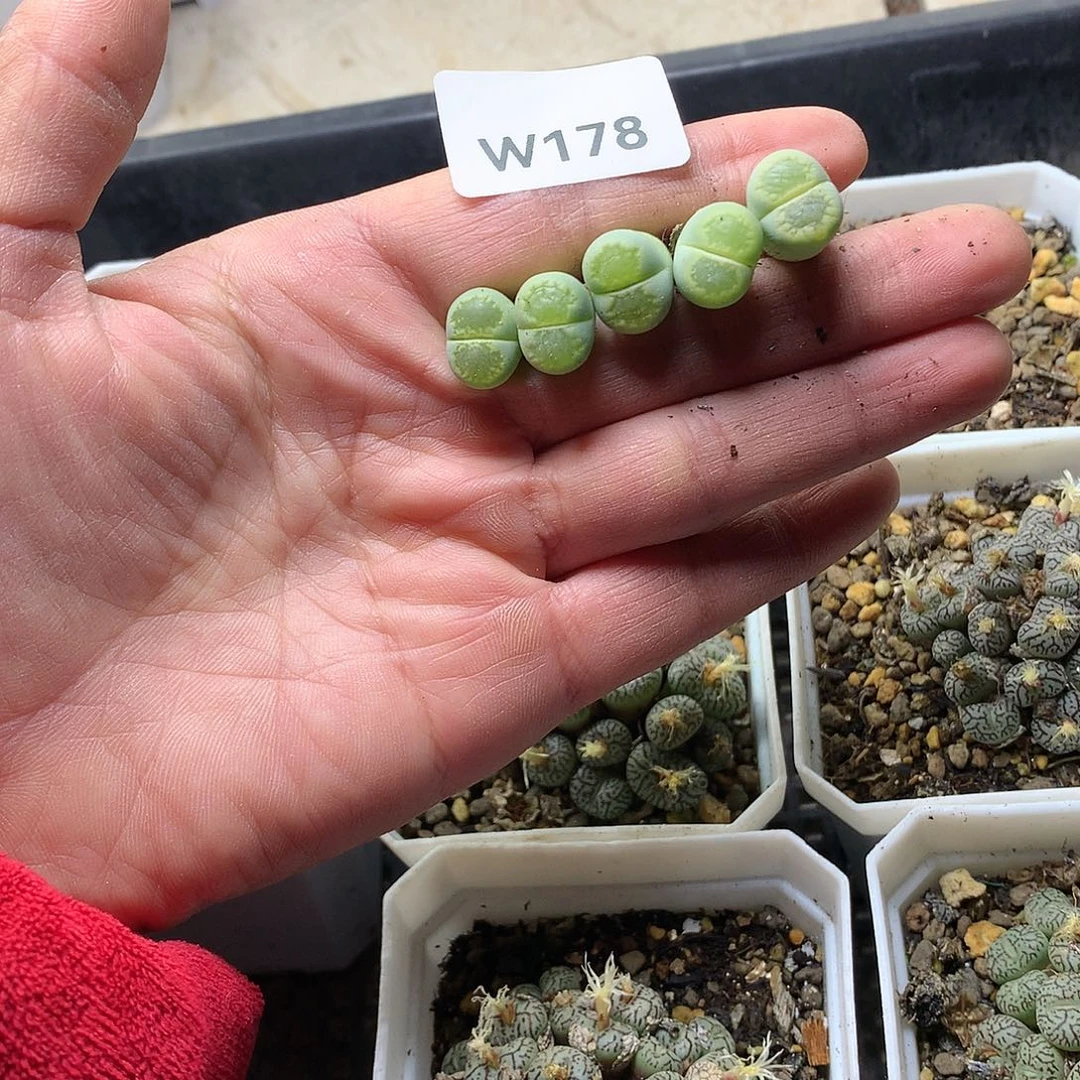 R*oW178多肉植物保护研究所