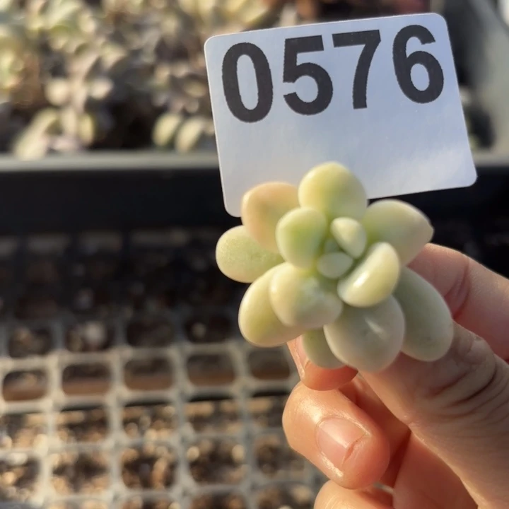 头盖锦多肉植物满18包邮当场凑单