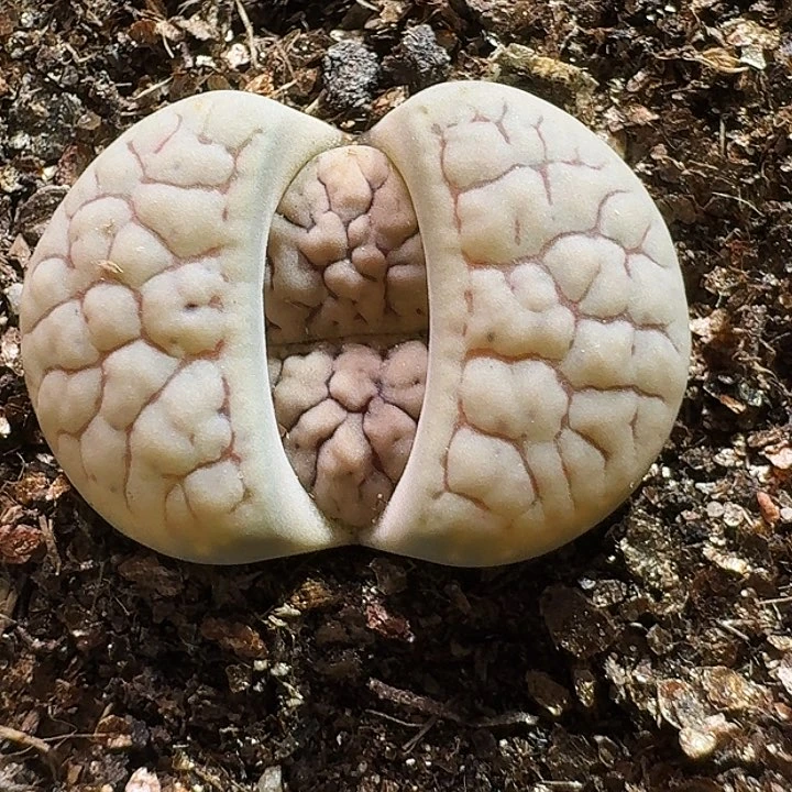 生石花11111111。   225