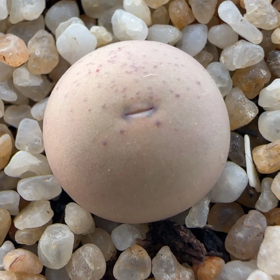 多肉两年株SB2102V一颗26号链接