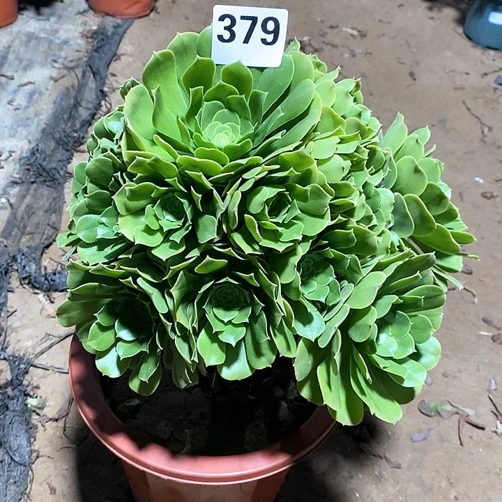 法师植物12345678