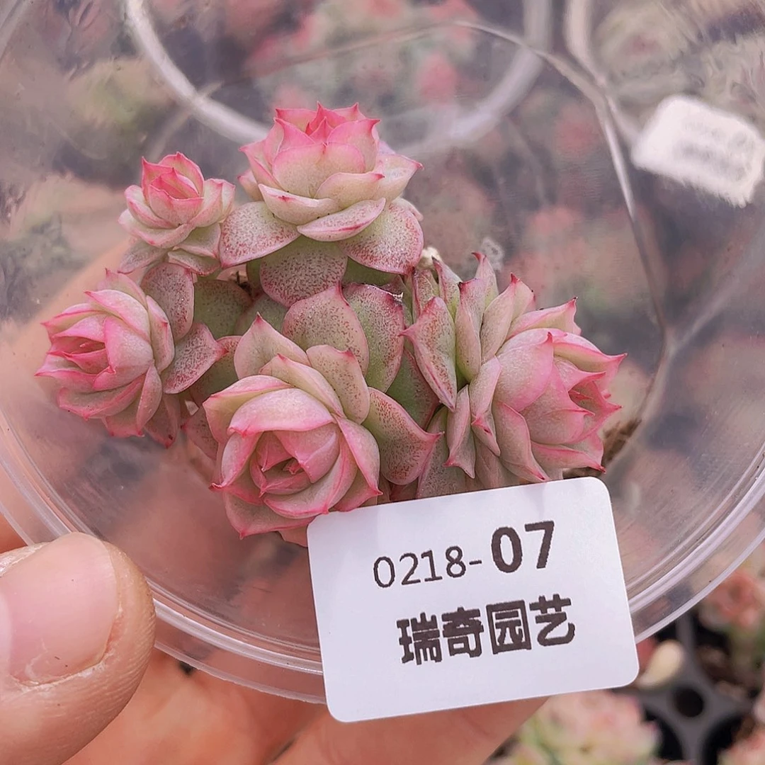 00000000000007量拍