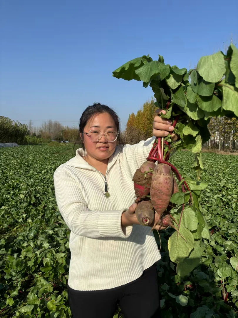 邳州穿心红农家现采辣萝卜现拔发货坏果包赔