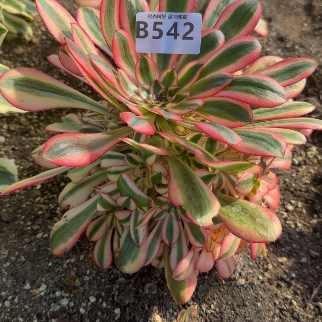 艾*542初恋寄养到春