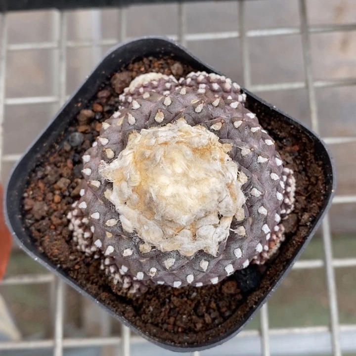 伯克利和格蕾纳等著名音乐