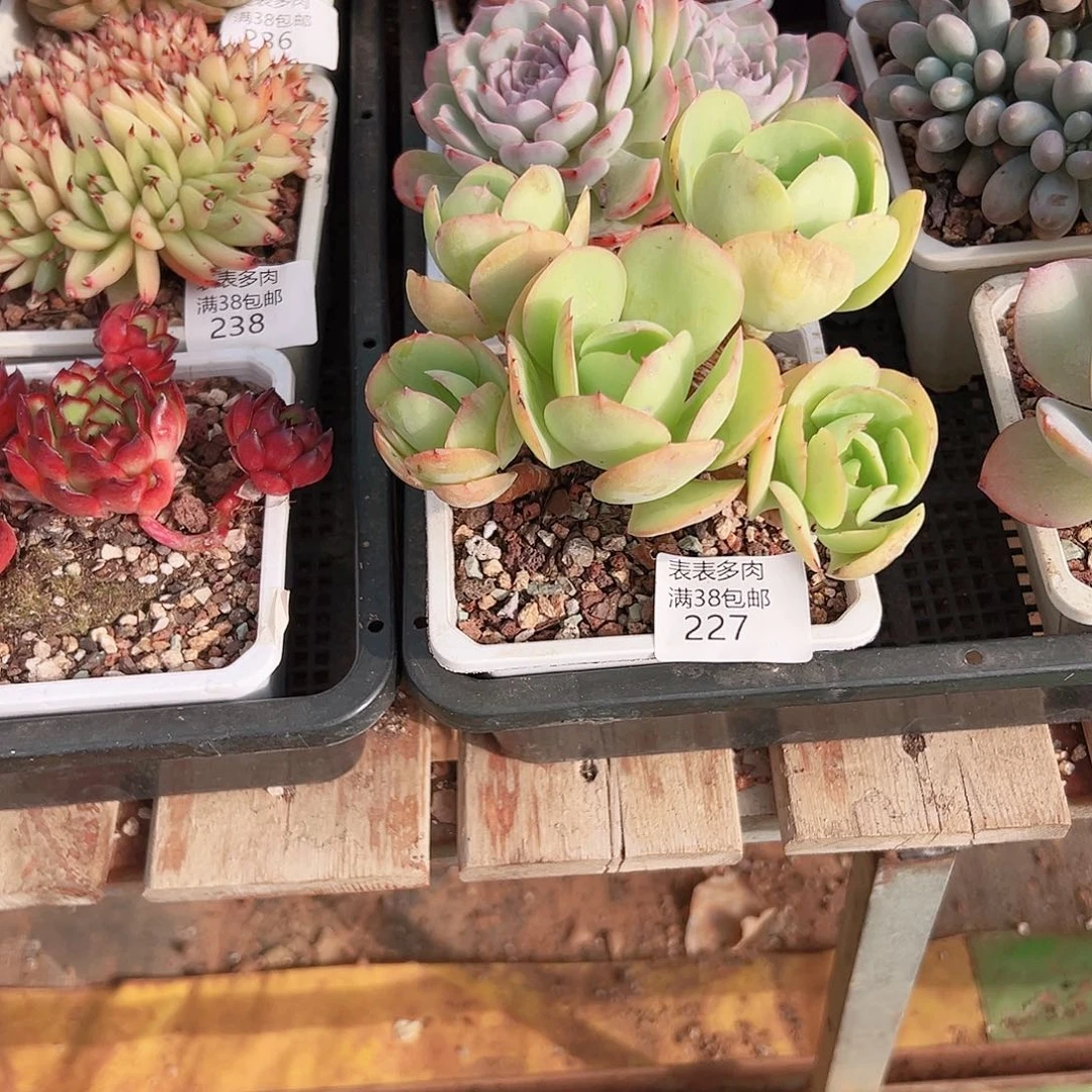s***”多肉一物一拍植物227