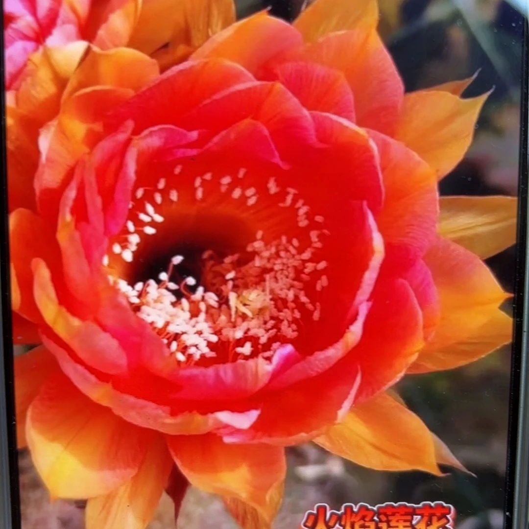 火焰莲花彩侧牙20包邮仙人球33