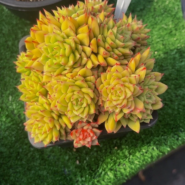 暮***雨丽娟花卉黄体东云多头