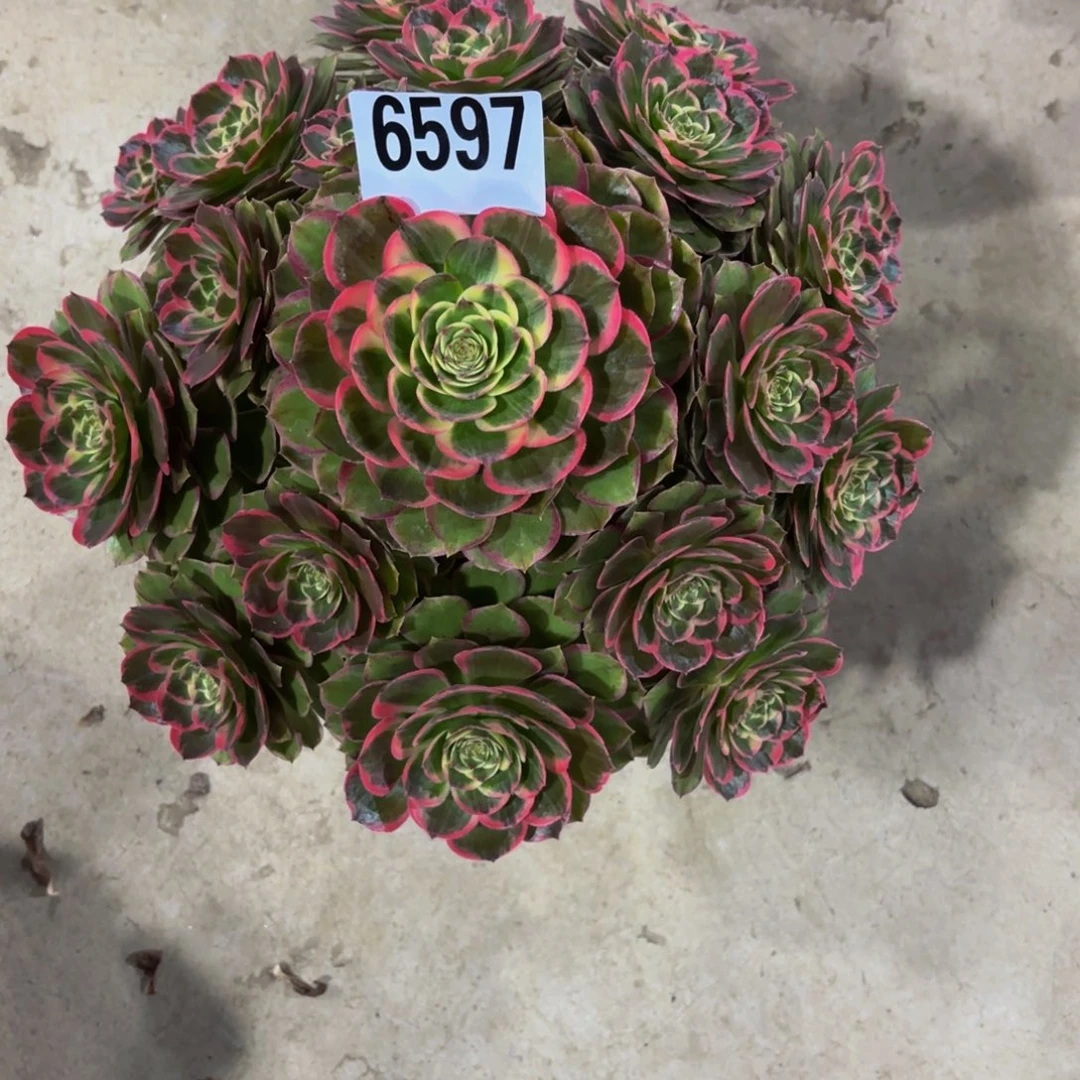 无花朵6597粉花妖1111111