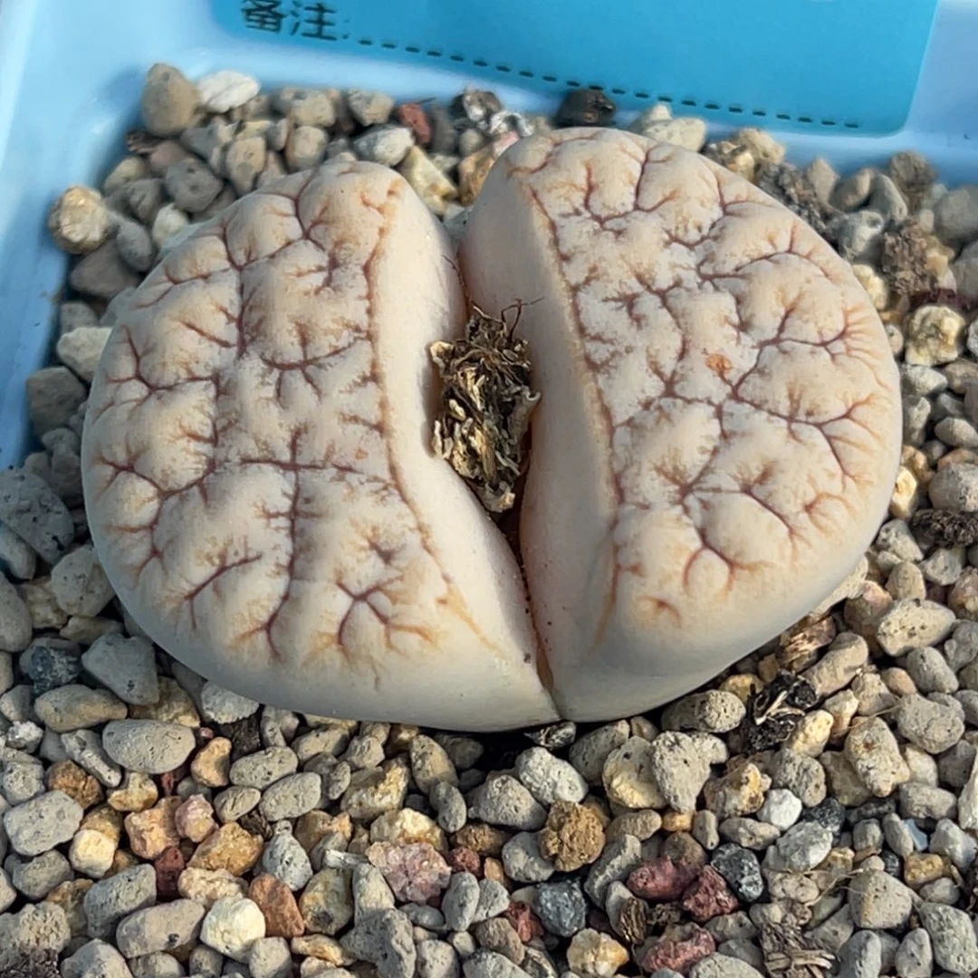 7808睫毛凹凸铁189一颗