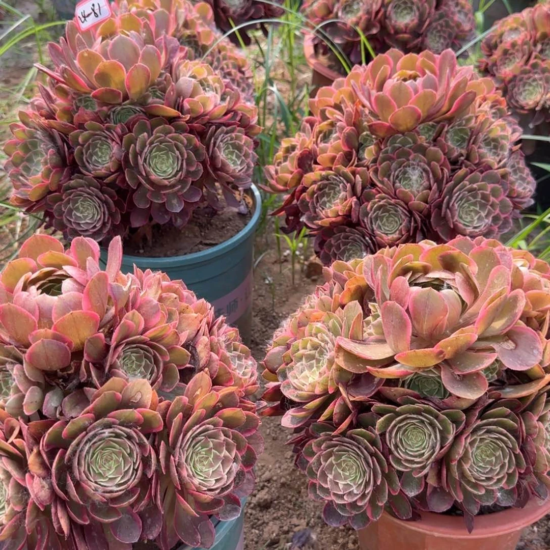 24/81粉花妖亮牌13.8一个地理多肉