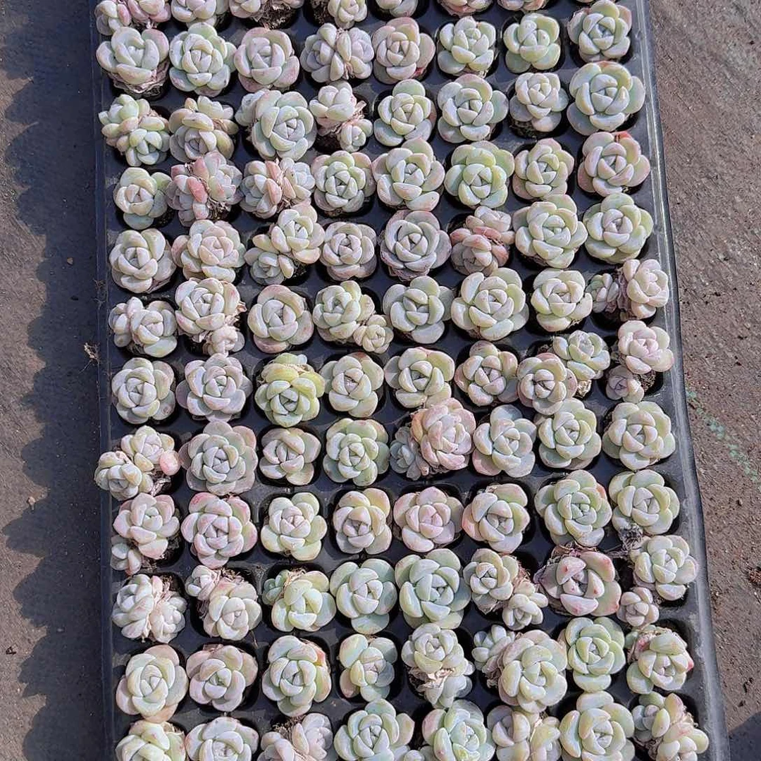 糯米冰玉128颗带拖地