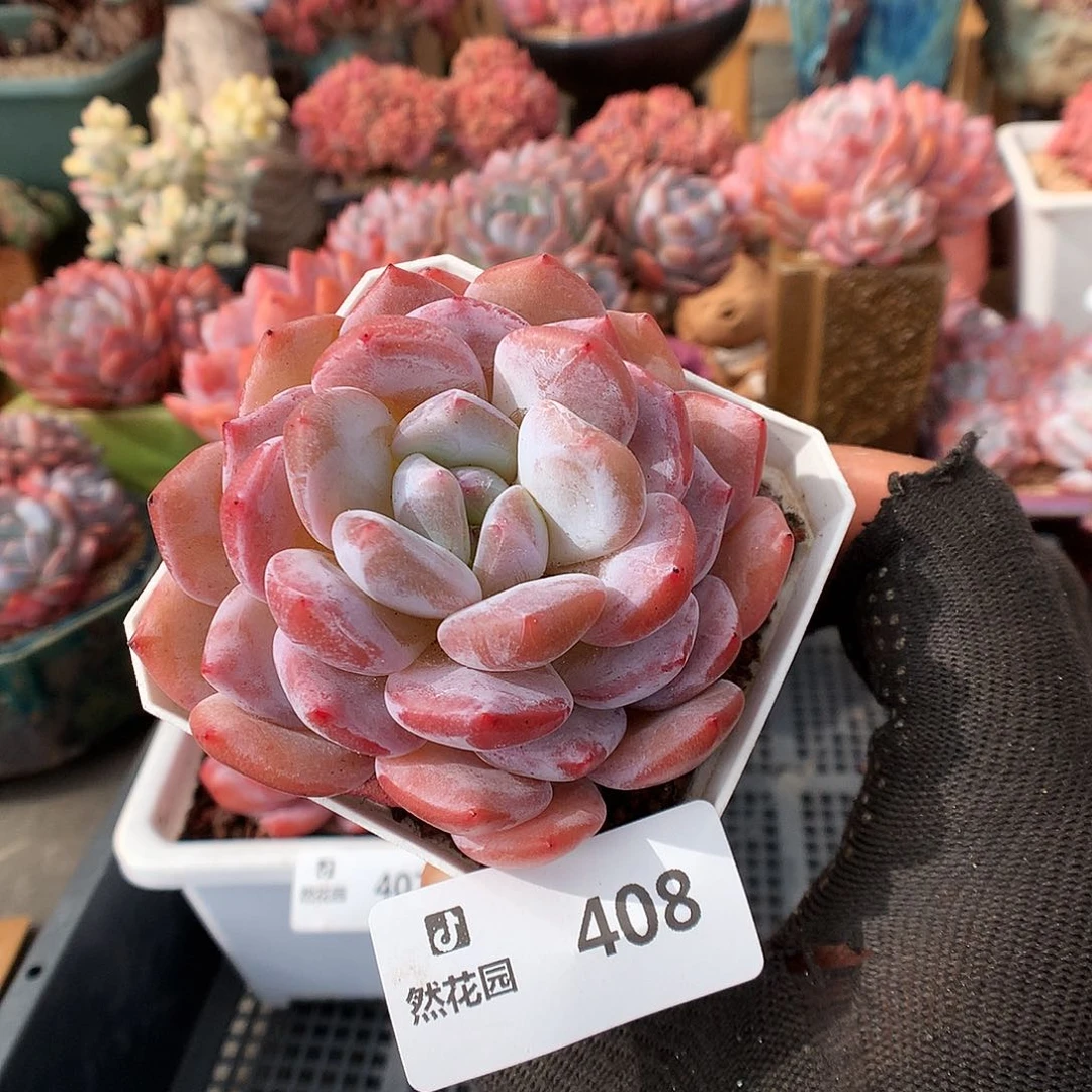 408粉星影多肉植物