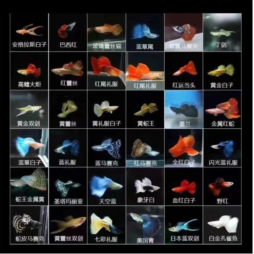 观赏鱼，胡子鱼胡子大凡鱼勿拍不发