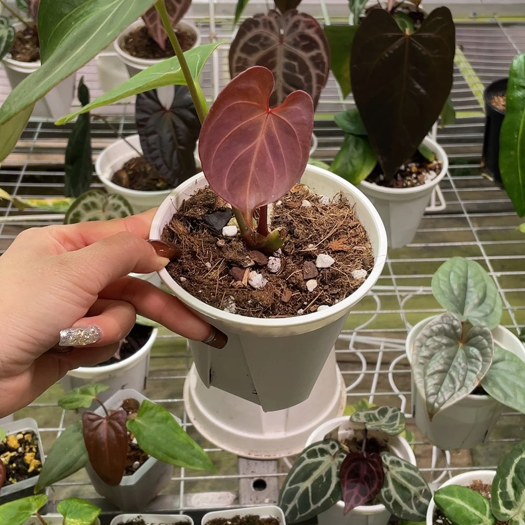 完全开放Kos进口养定带牌