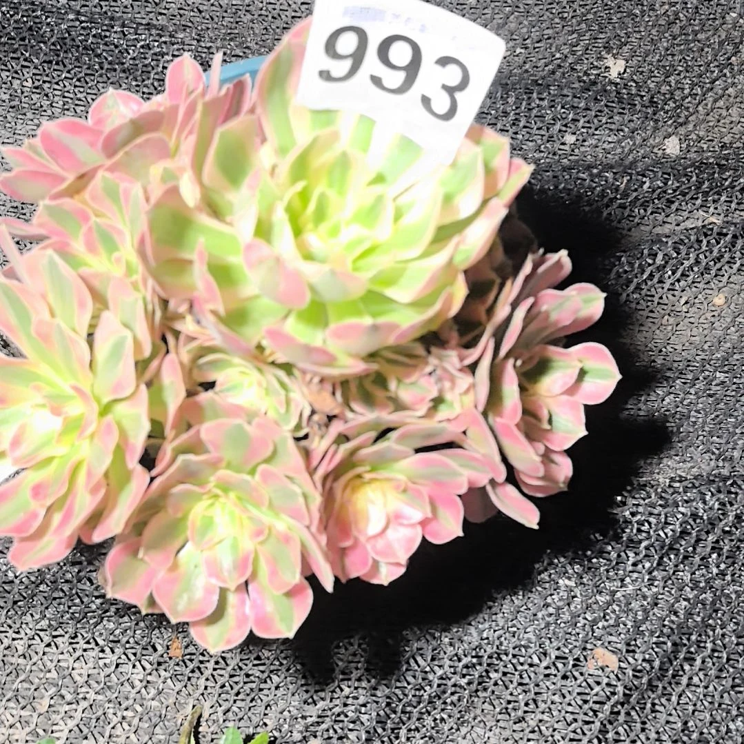 993粉女巫花花3-26