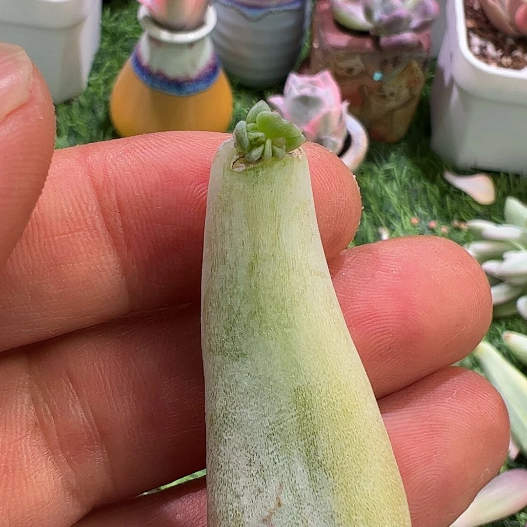 花***花多肉植物多肉植物