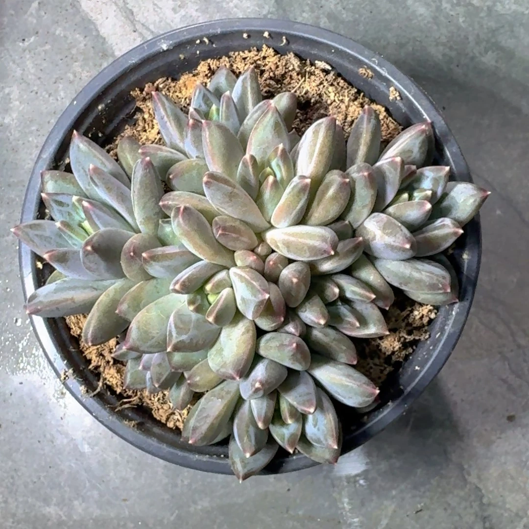 美人杂交  一物一拍