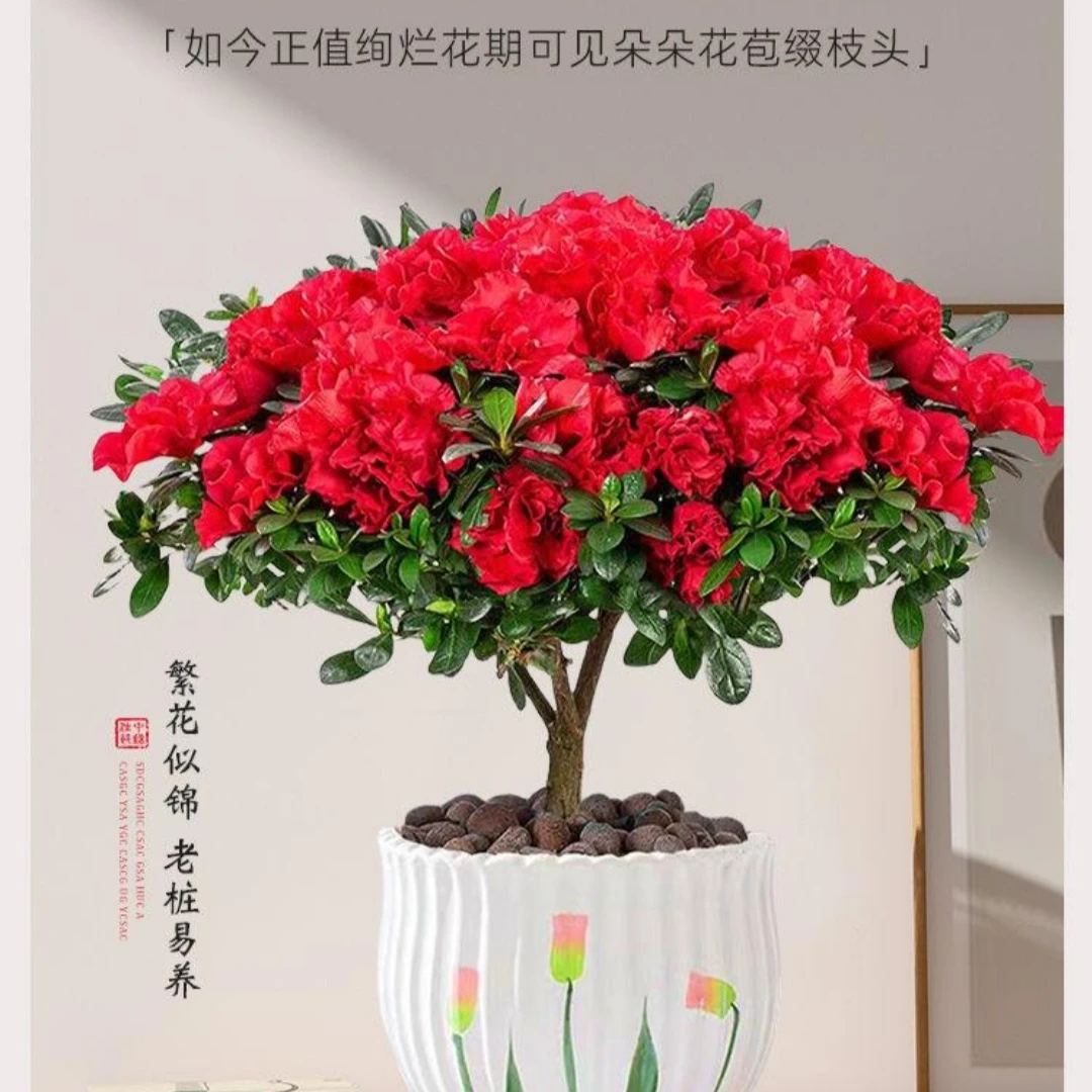 杜鹃花苗盆栽带花苞发货四季开花植物大棵好养活阳台室内绿植花卉
