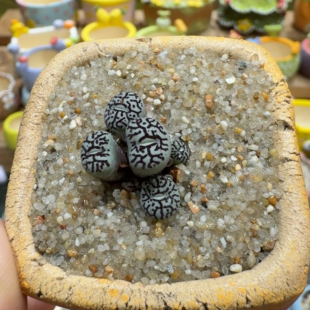 蘑菇1031墨墨墨墨墨