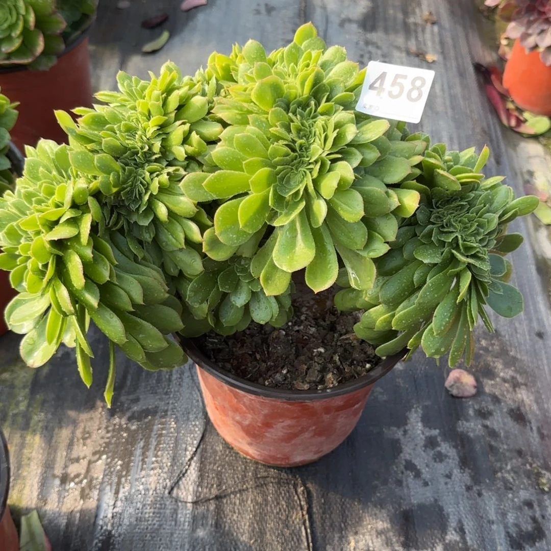 458多肉植物法师