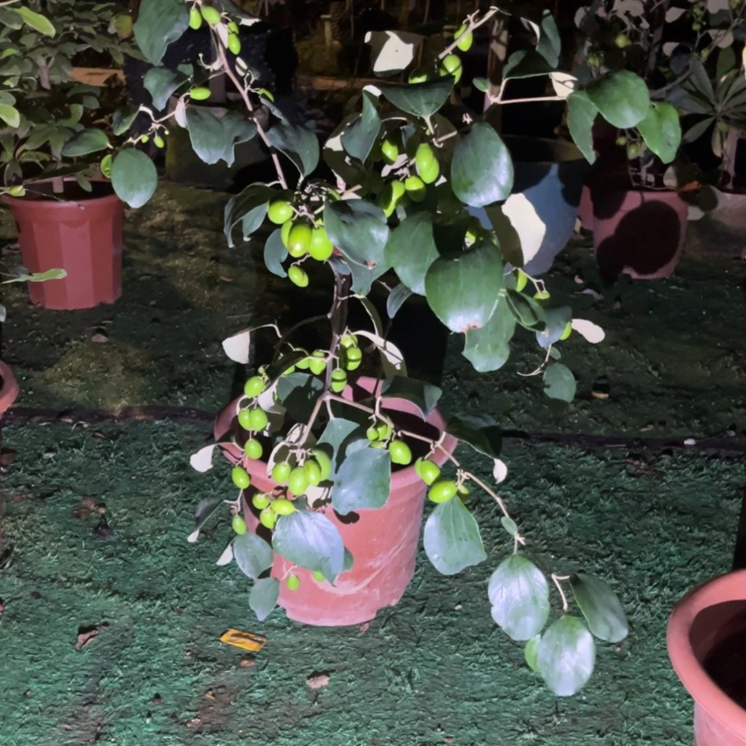 无花朵ddddddddddddddddd54433