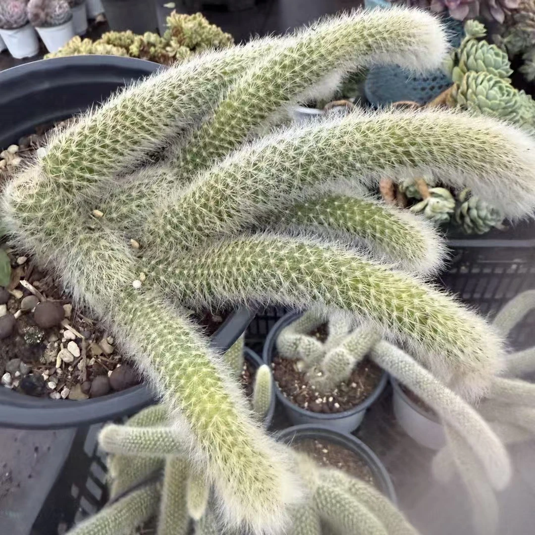 云漫多肉  LL九尾狐 （晾根3-5天发货）