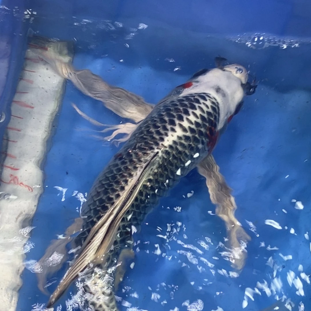锦鲤冷水锦鲤包邮