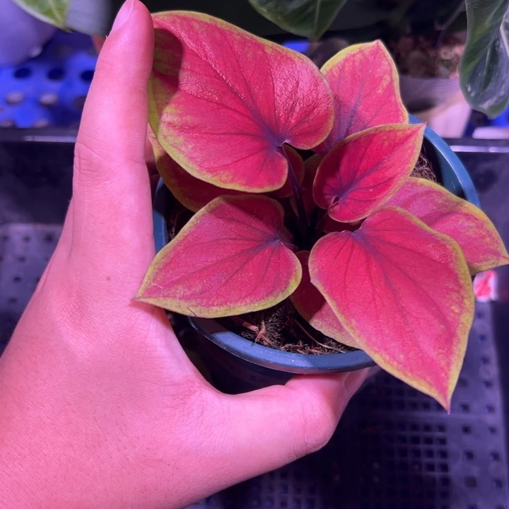 。***完全开放9449 孤品 热植