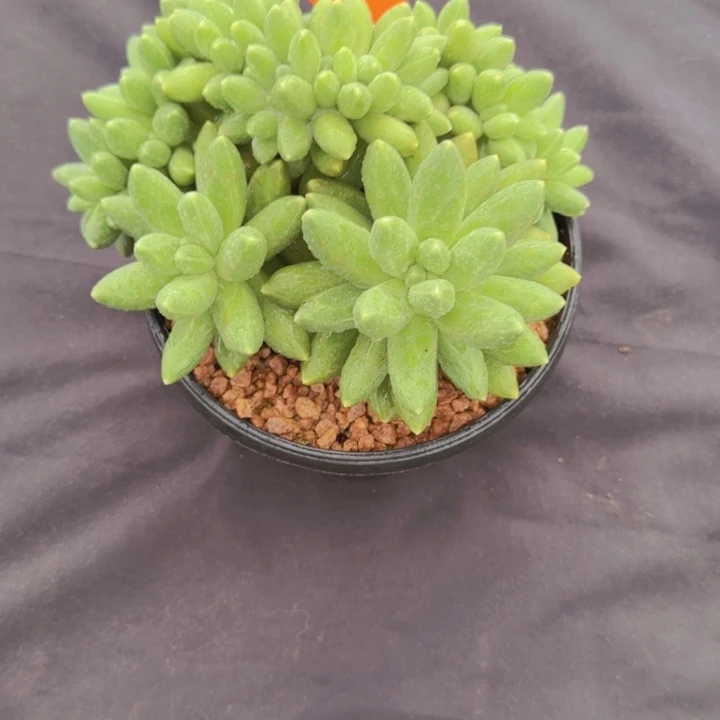 *****253多肉植物一物一拍