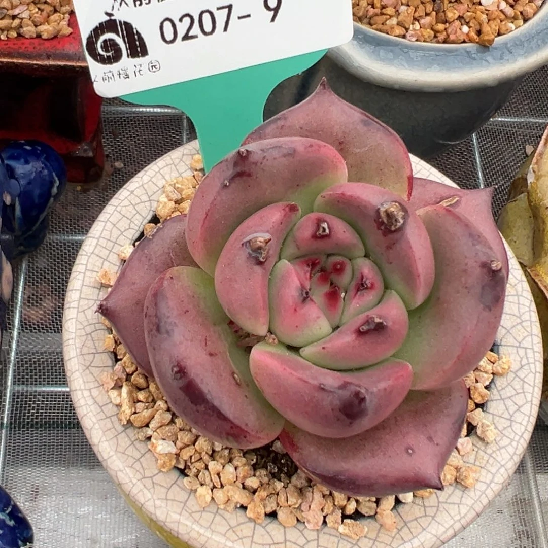 从前慢多肉精选编号0207.9