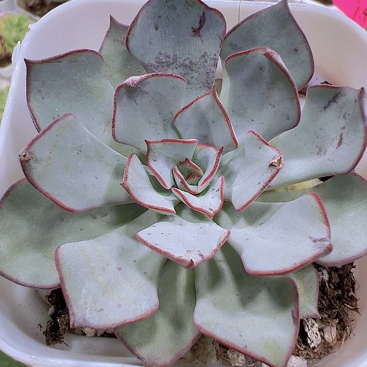 见斯诺娃19包邮多肉