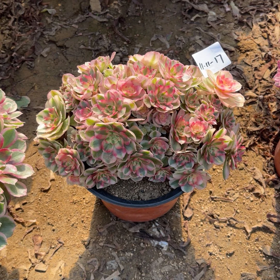 11-11-17倾城朵朵法师锦