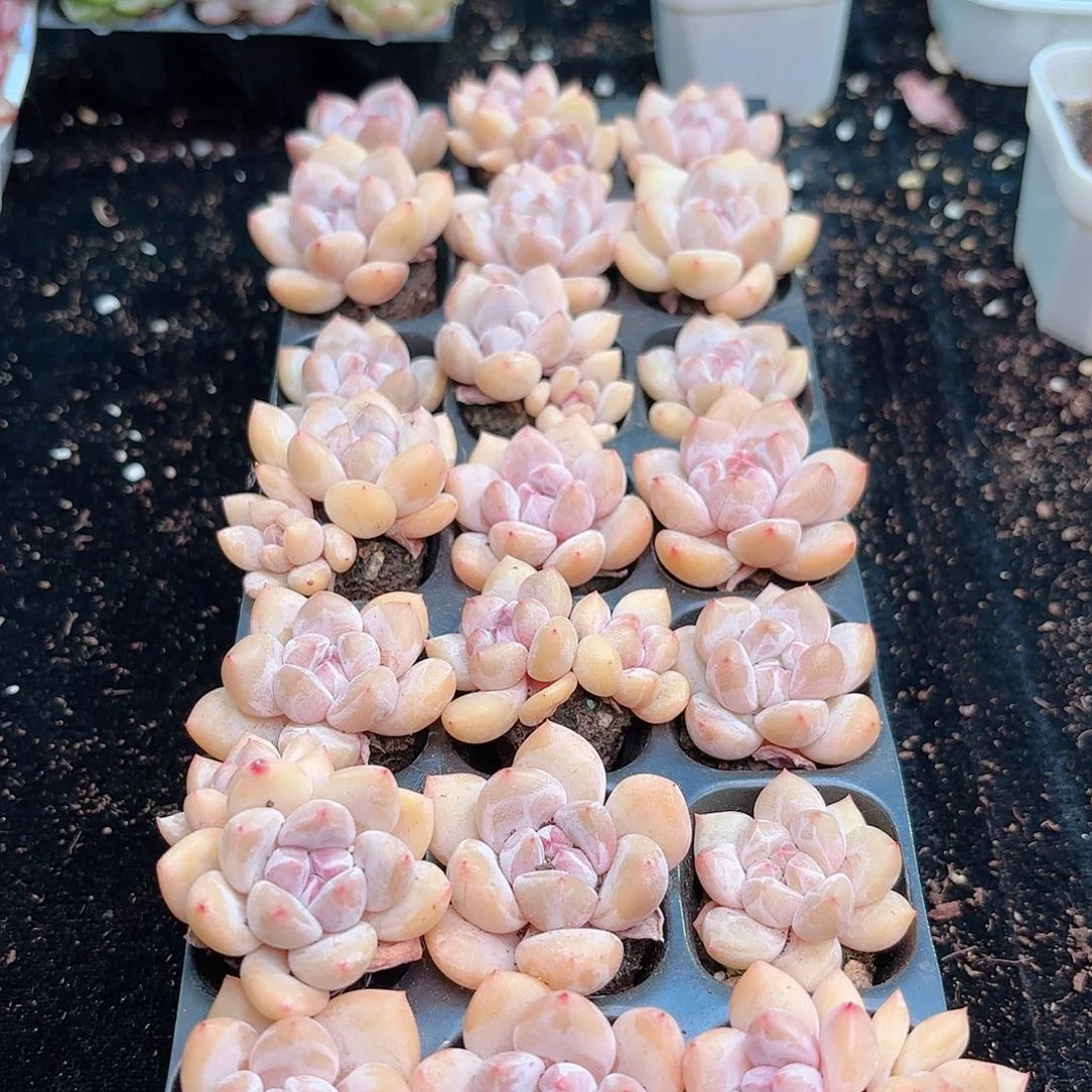 如图品质香橙21课 新疆西藏内蒙bu da gu n