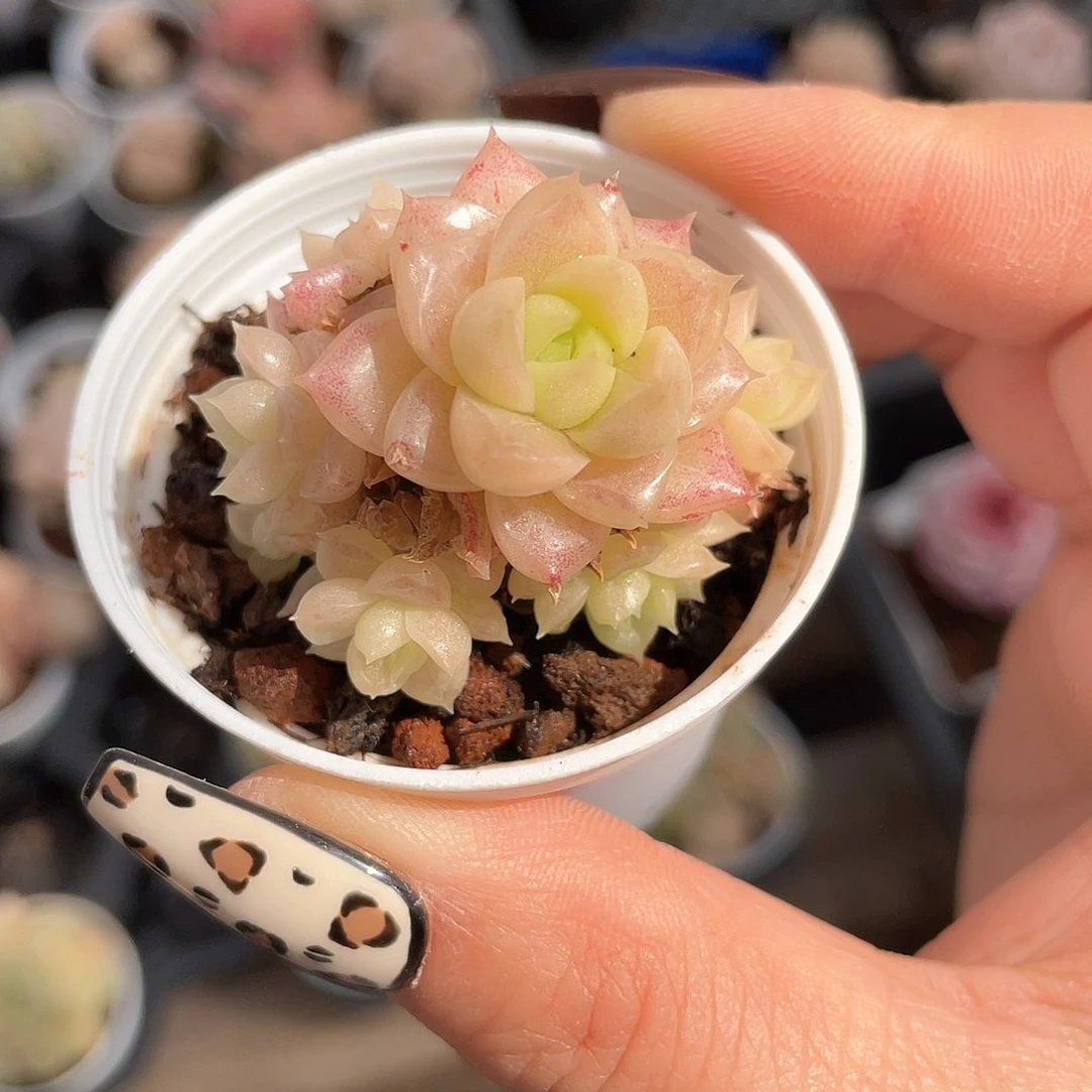 优选麦秆精品361