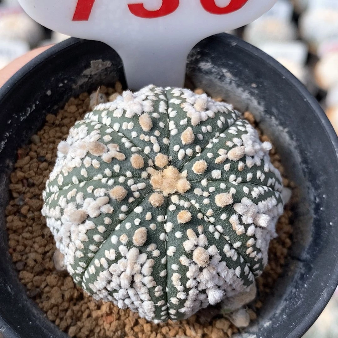 730奇迹兜特价福利来