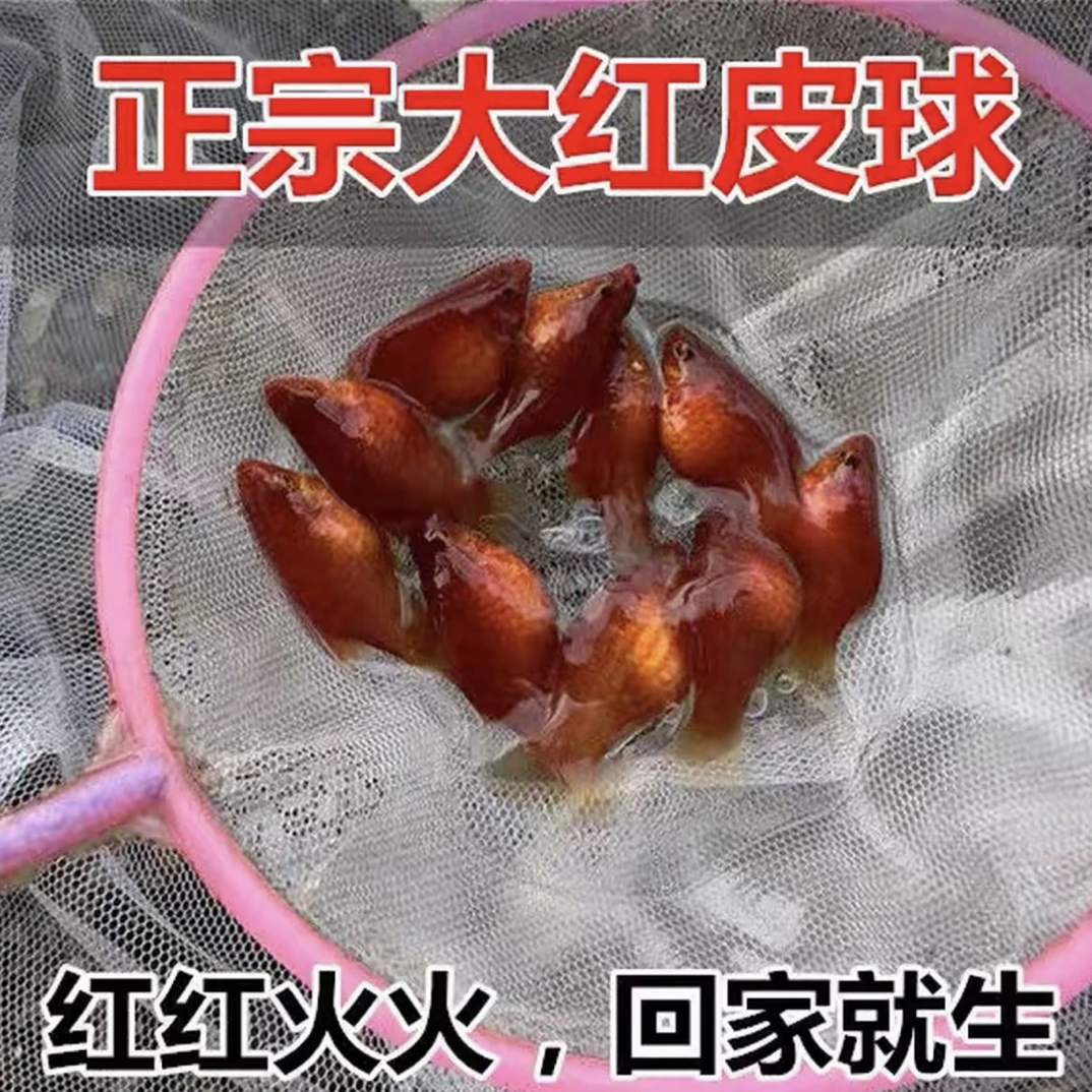 短体爆肚太阳球种鱼