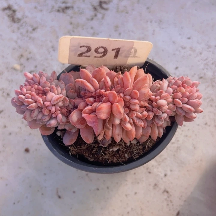 健健康康平平安安