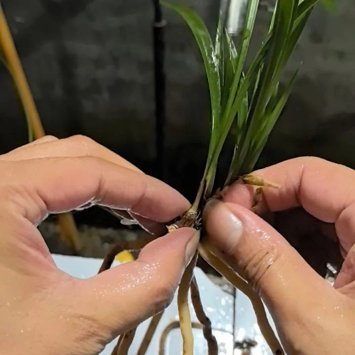 完全开放老种宋梅子母苗
