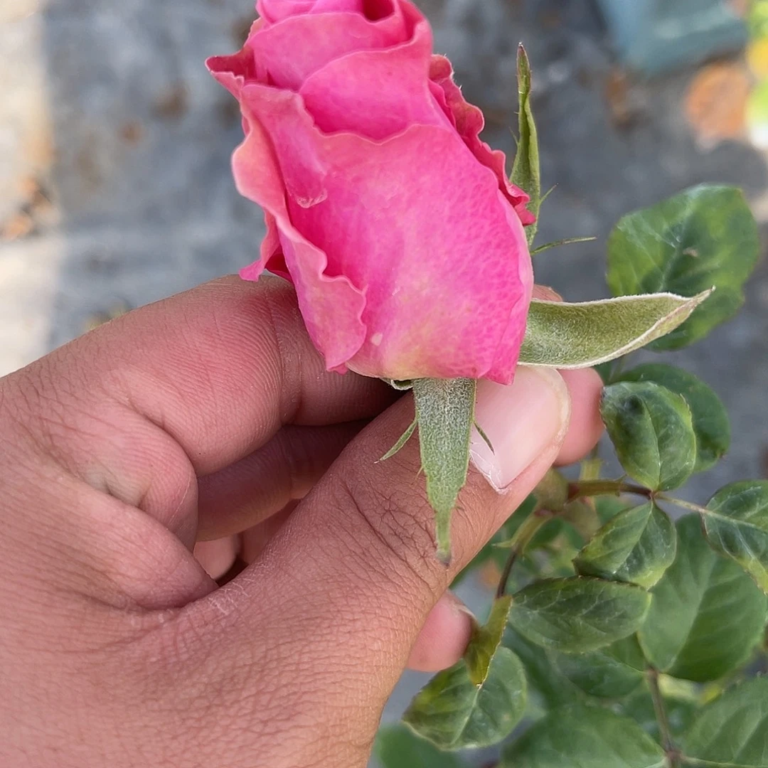 无花朵———浅粉精灵 福利款