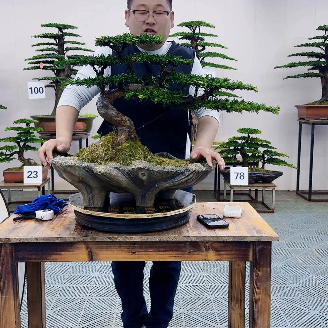 米叶罗汉松铝丝造型盆景