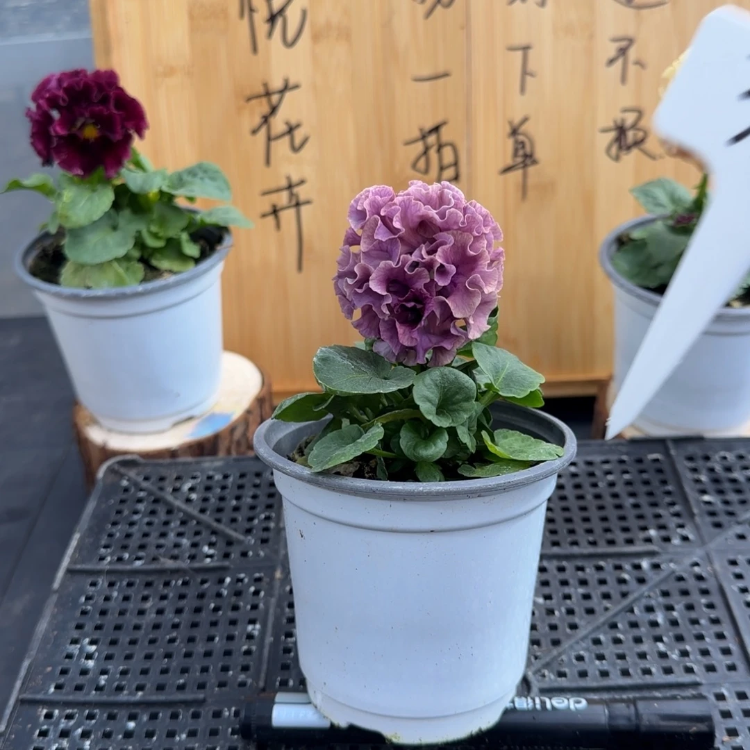 完全开放34号灰粉色礼服卷卷