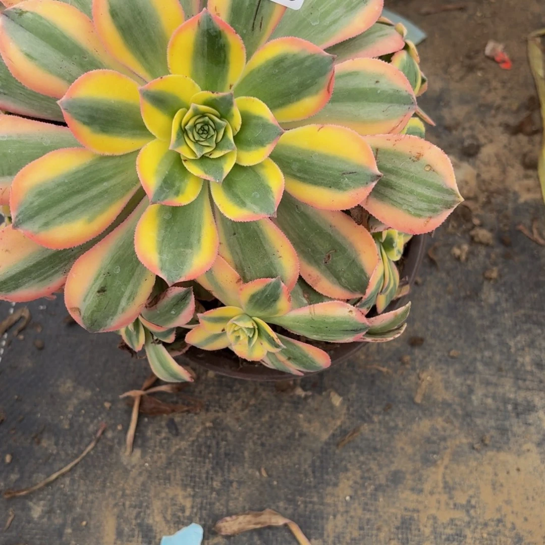 无花朵835多肉植物捧花的